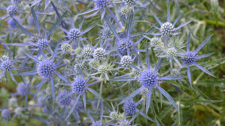 Les panicauts&nbsp;(Eryngium), ça pique mais qu'est-ce que c'est beau !&nbsp; (ISABELLE MORAND / DIDIER HIRSCH / RADIO FRANCE / FRANCE INFO)