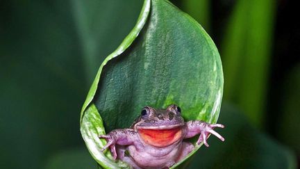 Cette grenouille australienne a l'air positivement ravie de sa nouvelle cachette.&nbsp; (STEVE PASSLOW / CATERS NEWS AGENCY / SIPA)