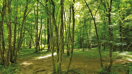 Le Bois d'Avallon dans le parc naturel du Morvan (MAIRIE D'AVALLON)