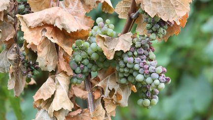 La sécheresse touche la vigne française, impactée précédemment par la grêle et le gel (THIERRY GACHON / MAXPPP)