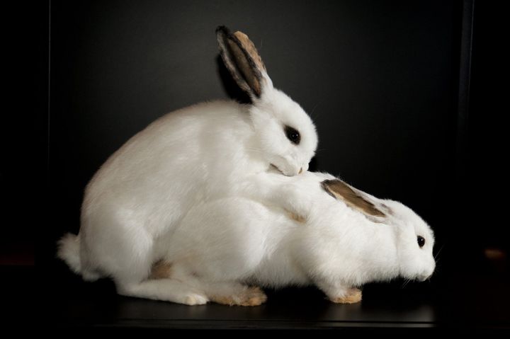 Chez les lapins, comme chez les chats, c&#039;est l&#039;accouplement qui déclenche l&#039;ovulation
 (Sexual Nature / London&#039;s Natural History Museum)