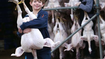 Un jeune gar&ccedil;on r&eacute;cup&egrave;re une dinde pour sa famille parmi celles que son p&egrave;re va vendre pour No&euml;l dans une ferme dans le Devon (Royaume-Uni), le 15 d&eacute;cembre 2013. (RICHARD AUSTIN / AP / SIPA)