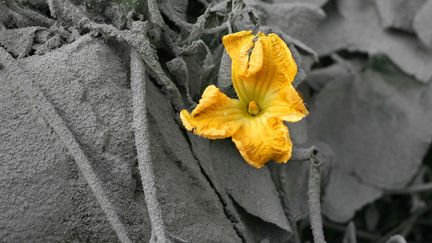 Une fleur &eacute;cl&ocirc;t au milieu d'une v&eacute;g&eacute;tation recouverte de cendres du volcan Sinabung, sur l'&icirc;le de Sumatra (Indon&eacute;sie), le 6 novembre 2013. (BINSAR BAKKARA / AP / SIPA)