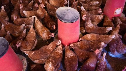 Des poules pondeuses mangent du grain dans bâtiment à Argeliers (Aude), le 2 septembre 2022.&nbsp; (JUSTINE BONNERY / HANS LUCAS / AFP)