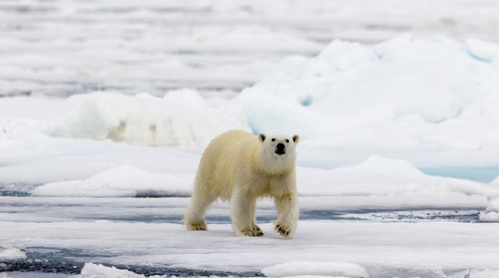 La fonte de la banquise oblige les ours polaires, comme celui-ci en Norv&egrave;ge, &agrave; parcourir plus de kilom&egrave;tres pour se nourrir en &eacute;t&eacute;.&nbsp; (SYLVAIN CORDIER / AFP)