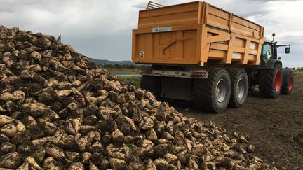 Arrachage de betteraves en Limagne, à&nbsp;Ménétrol (Puy-de-Dôme), le 1er octobre 2019. (CLAUDIE HAMON / FRANCE-BLEU PAYS D’AUVERGNE)