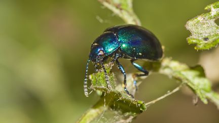 La chrysomèle de la menthe. (WESTEND61 / GETTY IMAGES)