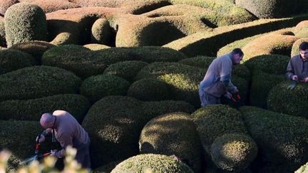 Le 13 Heures vous emmène, lundi 21 novembre, en Dordogne dans le jardin de Marqueyssac, près de Sarlat. Un joyau littéralement accroché à la falaise, donnant un spectacle fabuleux. (France 2)