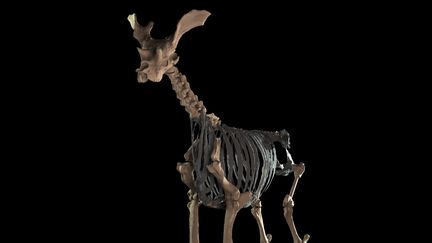 Une&nbsp;reconstitution du&nbsp;sivatherium, divulguée par la revue "Biology Letters", le 13 janvier 2015. (CHRISTOPHER BASU / BVETMED MRCVS / AFP)