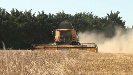 Guerre en Ukraine : l'Union européenne vient en aide aux agriculteurs, touchés par la hausse des prix des céréales