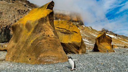 "Sur la grève" - Manchot papou, Brown Bluff, Péninsule Tabarin (©Thierry Suzan)