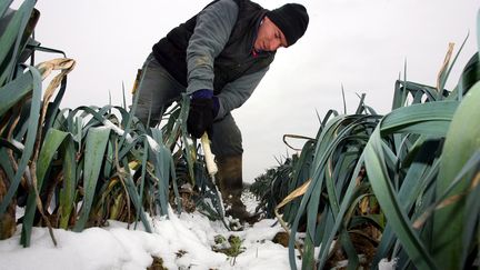 Un producteur de poireaux face à la vague de froid de janvier 2010 en Lot-et-Garonne. (MAXPPP)