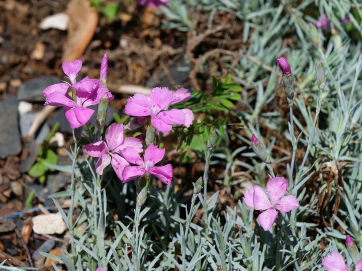 Œillet de Grenoble 'Blauigel' (Dianthus gratianopolitanus).&nbsp; (ISABELLE MORAND / RADIO FRANCE / FRANCE INFO)