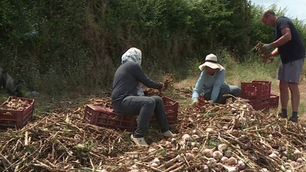 Météo : les agriculteurs désemparés face aux aléas climatiques (France 3)