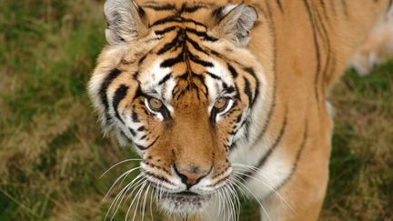 Un tigre dans un parc national de l'Etat de&nbsp;Madhya Pradesh (Inde). (ANTOINE LORGNIER / ONLY WORLD)