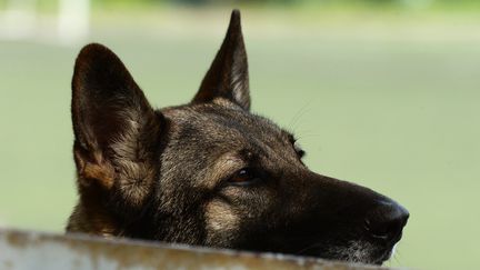 Un berger allemand lors d'une compétition de dresseurs de chiens, le 6 juillet 2018 à&nbsp;Vladivostok (Russie). (VITALIY ANKOV / SPUTNIK / AFP)