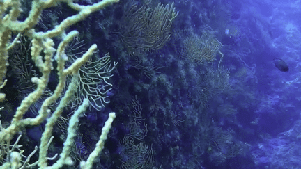 Réchauffement climatique : les gorgones sont en train de disparaitre du paysage marin de la Méditerranée (France 3)