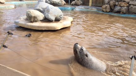 L'eau boueuse du bassin des otaries au Marineland d'Antibes, le 4 octobre. Le parc aquatique a &eacute;t&eacute; d&eacute;vast&eacute; par les flots. (GILLES MACHU / FRANCE 3 COTE D'AZUR)