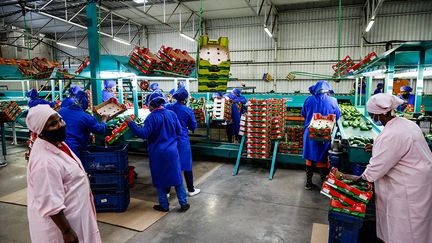 Cet engouement pour le fruit vert a fait grimper son cours sur les marchés occidentaux, jusqu’à dix euros le kilo. Les entrepôts de gestion des stocks et les usines d’emballages de Tzaneen fonctionnent à plein régime. Mais ce succès a attisé la convoitise des voleurs et une véritable filière parallèle pour dérober à grande échelle les avocats s’est organisée autour des exploitations agricoles sud-africaines.&nbsp; &nbsp; &nbsp; (GUILLEM SARTORIO / AFP)