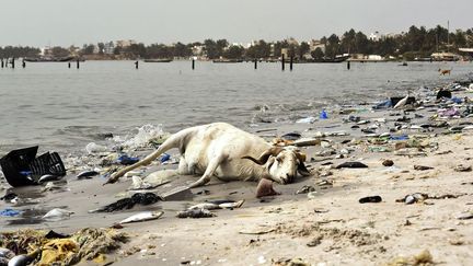 sur les rives de la baie de Hann, à Dakar, au Sénégal. Le constat est tellement alarmant sur l'état de la baie qu'un ambitieux projet de dépollution vient d'être mis sur pieds par l'Agence française de développement. La situation a atteint ce degré de pollution en raison, entre autres, du rejet direct d’effluents industriels et domestiques. 60% de l’industrie manufacturière sénégalaise sont situés le long de la baie de Hann et y déversent directement leurs eaux polluées. Par ailleurs, des villages se sont développés à proximité, sans système d’évacuation des eaux usées, qui se déversent également dans la baie. (SEYLLOU / AFP)