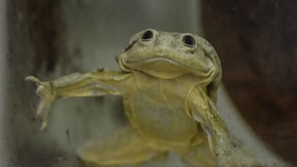 Grenouille en danger au Perou