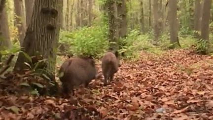 Chasse : le débat sur l'interdiction le week-end s'invite dans la campagne (FRANCEINFO)