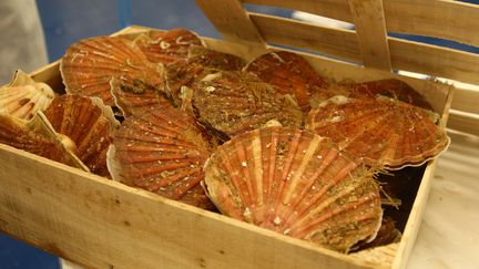 Une bourriche de coquilles Saint -Jacques. (VINCENT VOEGTLIN / MAXPPP)