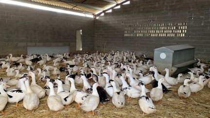 Des canards mis à l'abris dans les Landes, pour limiter les risques de contamination à la grippe aviaire, en septembre 2021. (RENAUD BIONDI-MAUGEY / FRANCE-BLEU GASCOGNE)