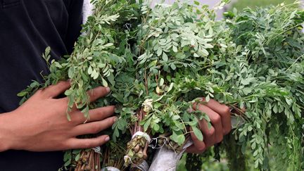 Le moringa, un arbre aux riches valeurs nutritives, suscite un tel engouement en Tunisie que sa culture pourrait rapporter bien moins qu'espéré (illustration). (MAXPPP)