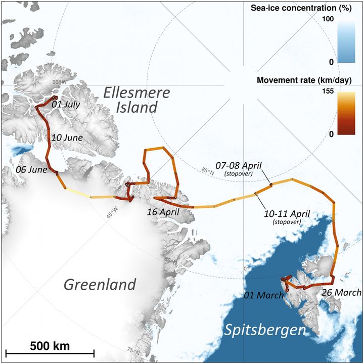 L'institut polaire norvégien a fourni le relevé des déplacements de l'animal pendant son périple, dans une étude publiée le 26 juin 2019.&nbsp; (NORSK POLARINSTITUTT)