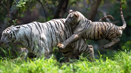 Un b&eacute;b&eacute; tigre blanc &acirc;g&eacute; de six mois joue avec sa m&egrave;re au zoo d'Hyderabad (Inde), le 29 mars 2014. (NOAH SEELAM / AFP)