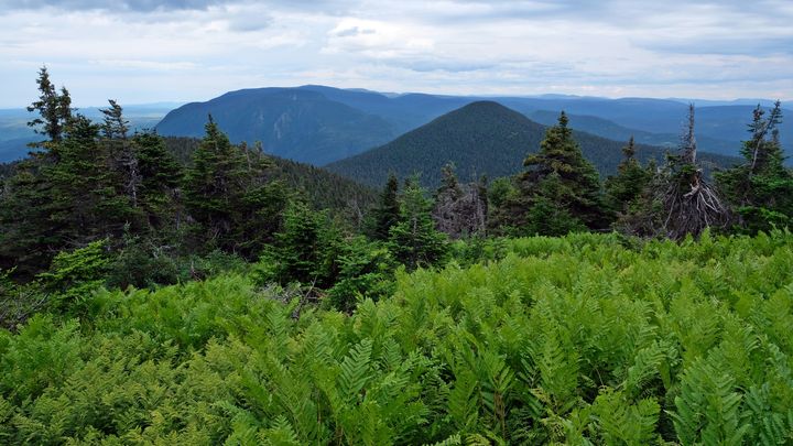 Vue du mont Nicol en Gaspésie (KATIA ASTAFIEFF)