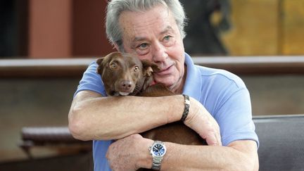 De passage &agrave; Perpignan (Pyr&eacute;n&eacute;es-Orientales), l'acteur fran&ccedil;ais Alain Delon a tenu &agrave; rendre visite &agrave; Mambo, le "chien-martyr" qui avait &eacute;t&eacute; br&ucirc;l&eacute; en 2009, le 8 novembre 2013. (MAXPPP)