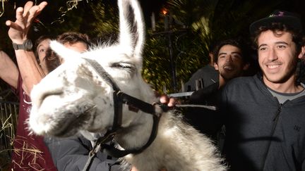 Serge le lama, le 7 novembre 2013 &agrave; Bordeaux (Gironde), pose avec ses kidnappeurs d'un soir. (MEHDI FEDOUACH / AFP)