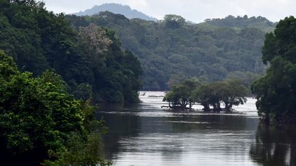 Dans la forêt gabonaise sur le fleuve Ogooué, près de la ville de&nbsp;Ndjolé (nord-ouest du Gabon), le 14 janvier 2017... (ISSOUF SANOGO / AFP)