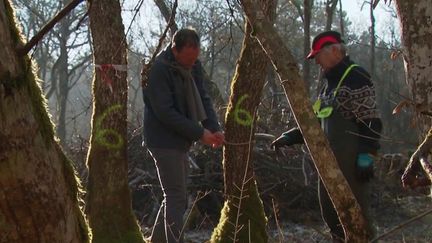 Forêts : couper son bois pour économiser, une démarche écologique