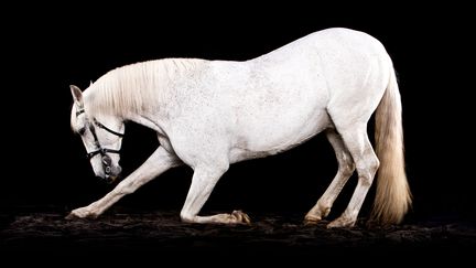 Les lusitaniens sont particuli&egrave;rement appr&eacute;ci&eacute;s par les cavaliers dans les &eacute;preuves de dressage. (TIM PLATT / ICONICA)