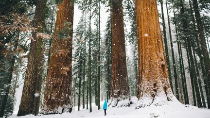 Comment déterminer l'âge d'un arbre ? Pour les arbres historiques, mieux vaut faire appel aux services spécialisés et associations de protection du patrimoine arboré. (PETER AMEND / IMAGE SOURCE / GETTY IMAGES)