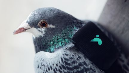 Un pigeon équipé d'un capteur de pollution et d'un GPS, lâché le 16 mars 2016 dans le ciel de Londres (Royaume-Uni). (DIGITASLBI / AFP)