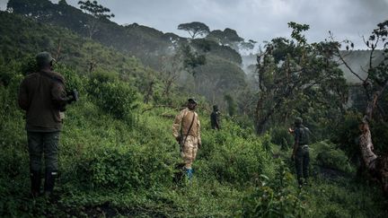 Une zone du parc de Kahuzi-Biega ravagée par un déboisement sauvage, inspectée par des rangers du parc le 30 septembre 2019. (ALEXIS HUGUET / AFP)