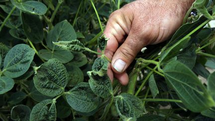 Des pousses de soja touchées par l'herbicide dicamba, le 25 juillet 2017 à Dell, dans l'Arkansas (Etats-Unis). (KAREN PULFER FOCHT / REUTERS)