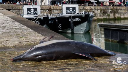 L'association Sea Shepherd a exposé le cadavre d'un dauphin pour dénoncer le "carnage" des bateaux de pêche, à La Rochelle (Charente-Maritime) le 13 mars 2018. (SEA SHEPHERD / FACEBOOK)