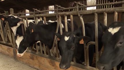 Consommation : le lait français a la cote