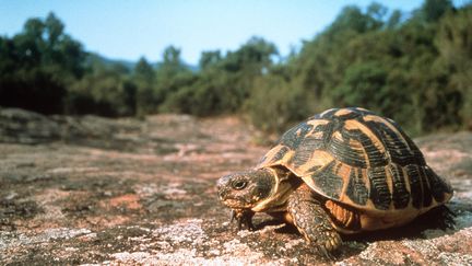 Une tortue d'Herrmann&nbsp;photographiée à&nbsp;Gonfaron (Var). (BERNARD DEVAUX / AFP)