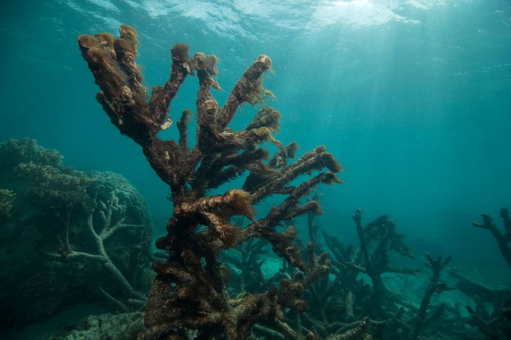 Le corail mort est totalement&nbsp;recouvert d'algues.&nbsp; (XL CATLIN SEAVIEW SURVEY)