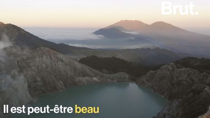 Une plante gigantesque qui fleurit en moyenne tous les 10 ans, un oiseau coiffé d'un étrange casque…