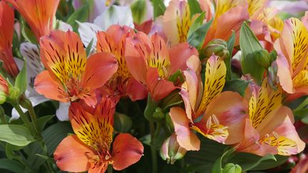 Les lis des Incas offrent souvent des fleurs de couleur vive.&nbsp; (ISABELLE MORAND / RADIO FRANCE)