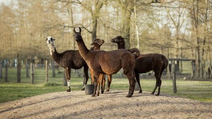 Le lama Winter, au premier plan, a produit des anticorps qui pourraient être dupliqués et utilisés pour combattre le coronavirus. (TIM COPPENS)