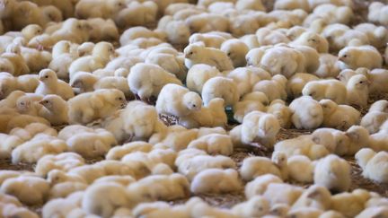 Un élevage de poussins à Tennie (Sarthe). (VINCENT ISORE / MAXPPP)