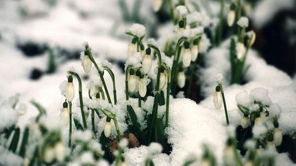 Perce-neige, comme son nom l'indique. (ULLSTEIN BILD / ULLSTEIN BILD / GETTY IMAGES)